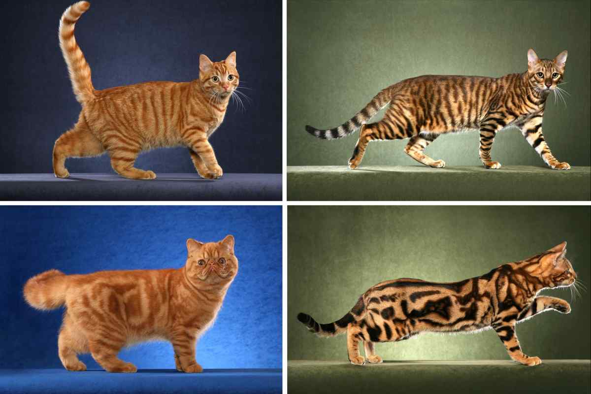 Як визначити характер кішки по забарвленню