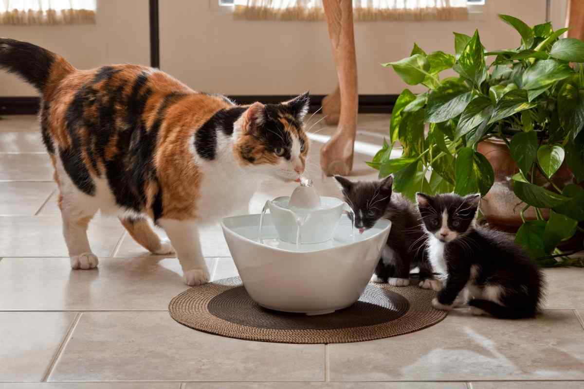 Як доглядати за перськими кошенятами