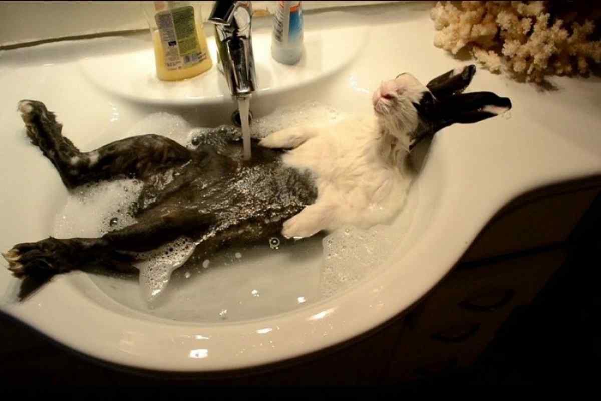 Як купати кролика