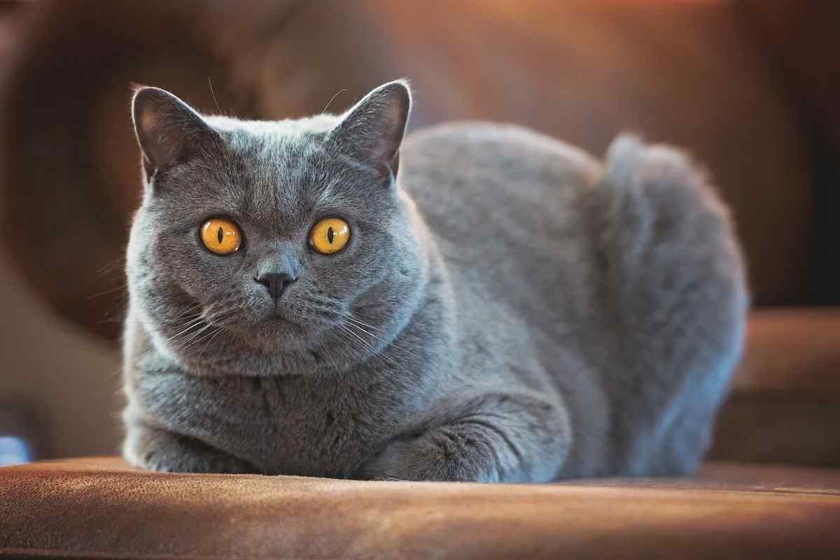 Британська кішка: стандарти породи