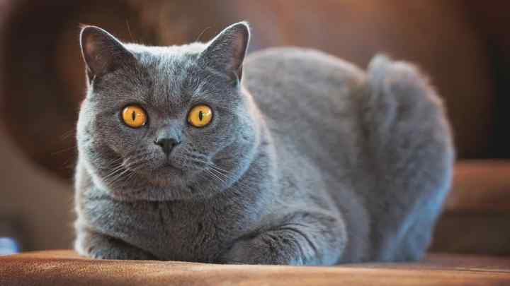 Британська кішка: стандарти породи