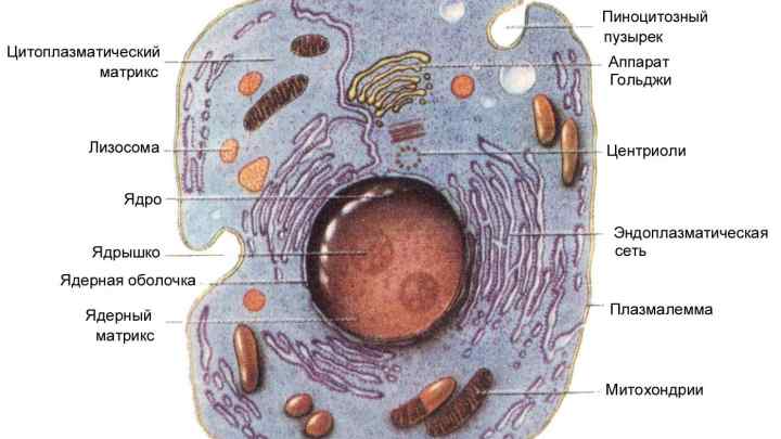 Будова клітини грибів