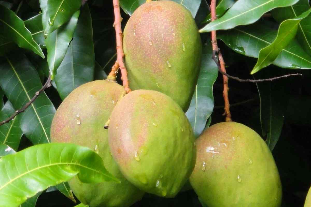 Як вирости манго в домашніх умовах