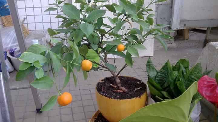 Як виростити мандарин