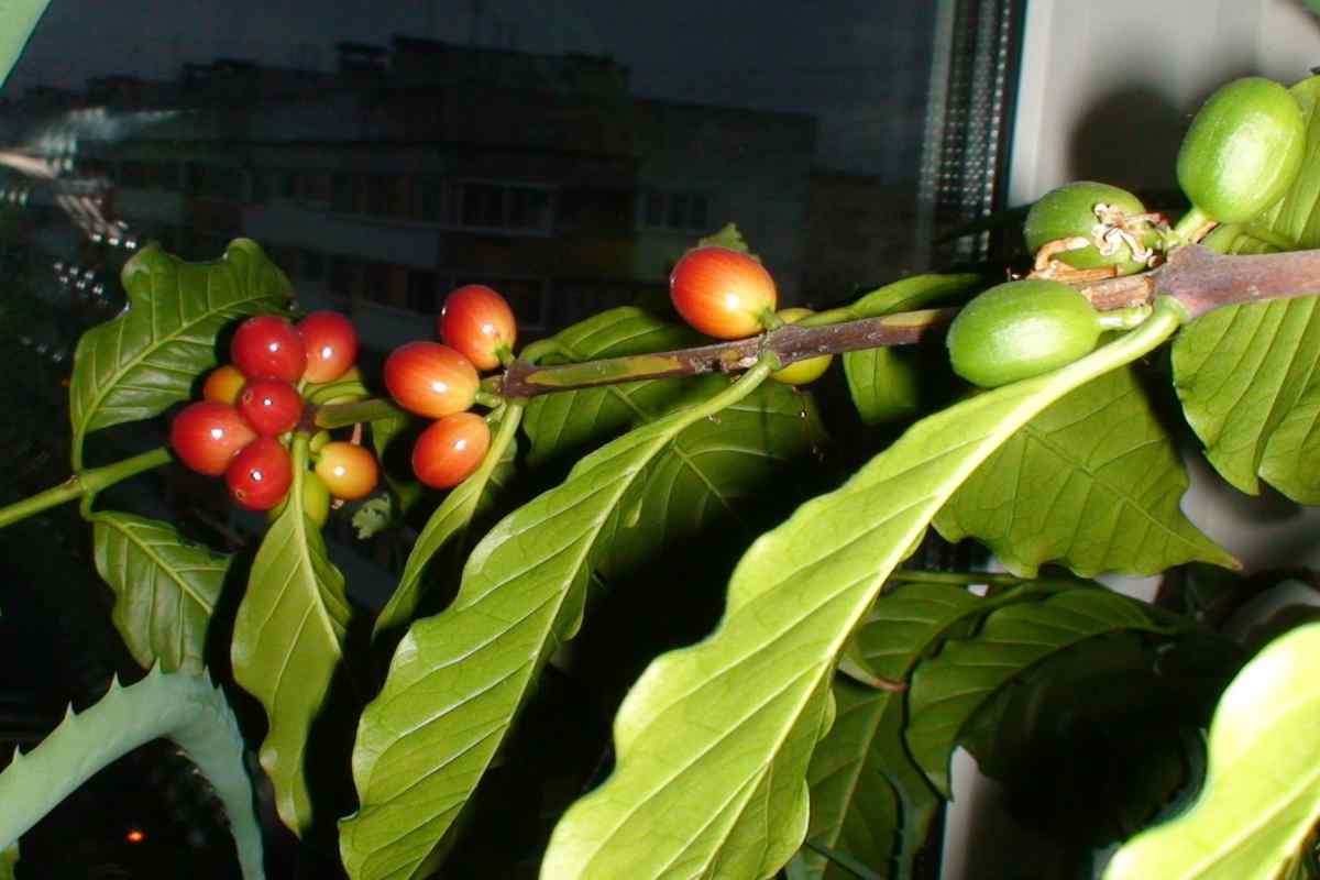Як виростити кавове дерево