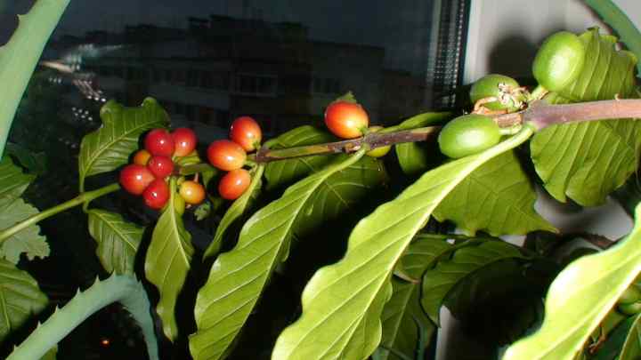 Як виростити кавове дерево