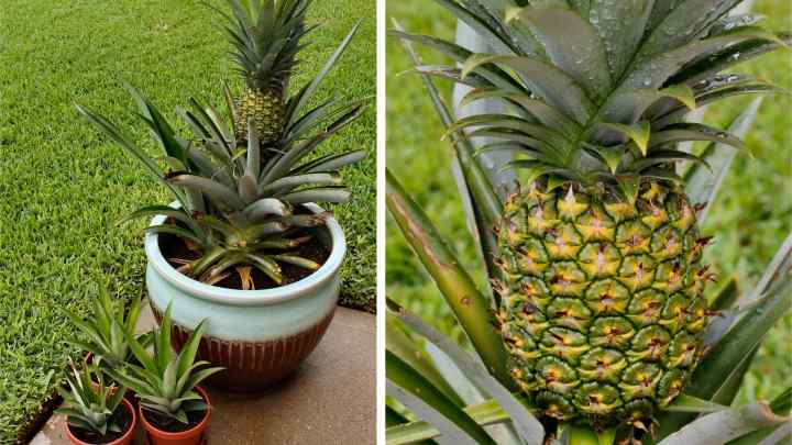 Як виростити ананас вдома