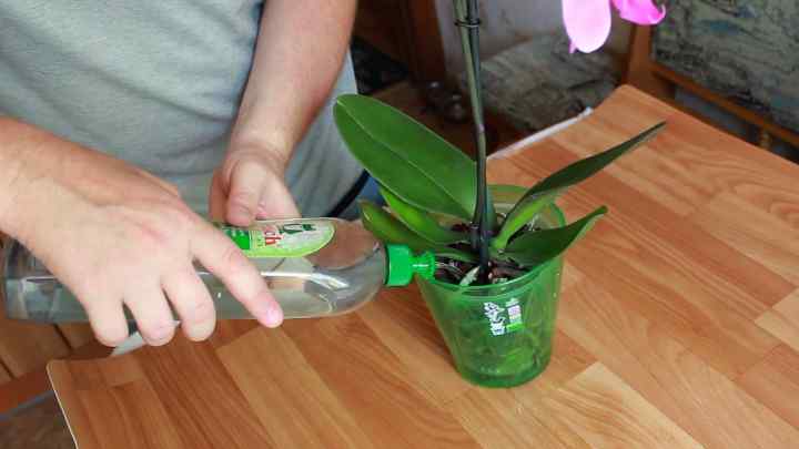 Як поливати орхідеї