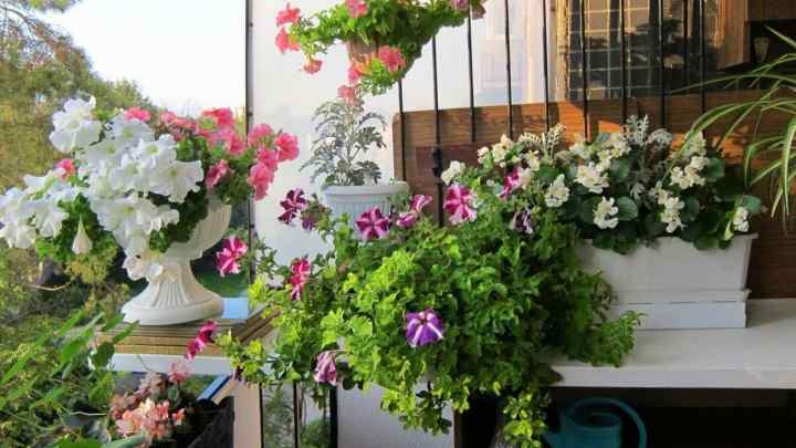 Які квіти краще садити на балконі