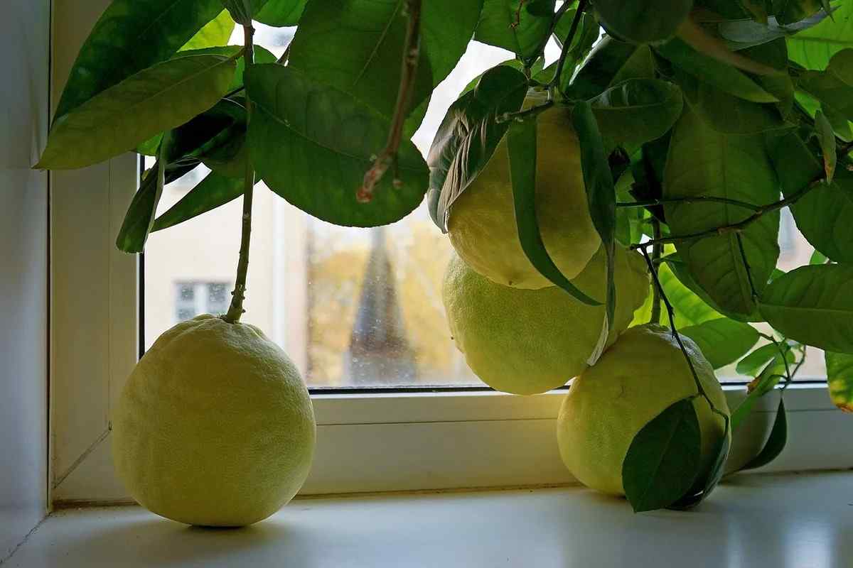 Як ростити лимон