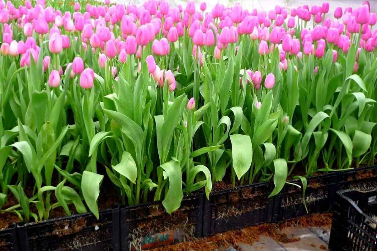 Вирощування тюльпанів у домашніх умовах: посадка