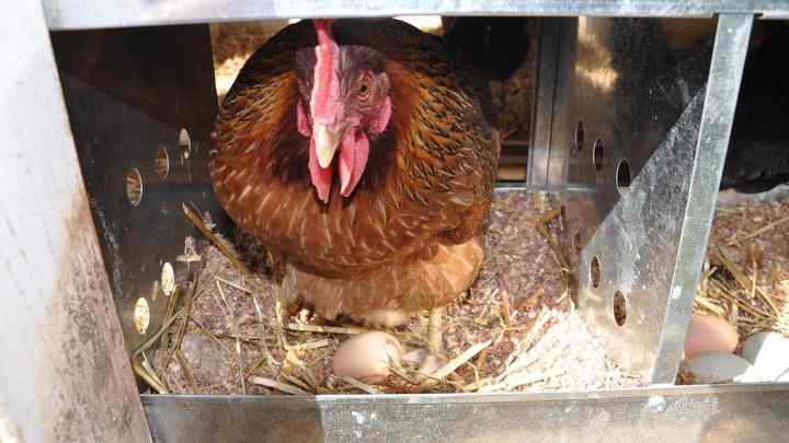 Як посадити курку на яйця