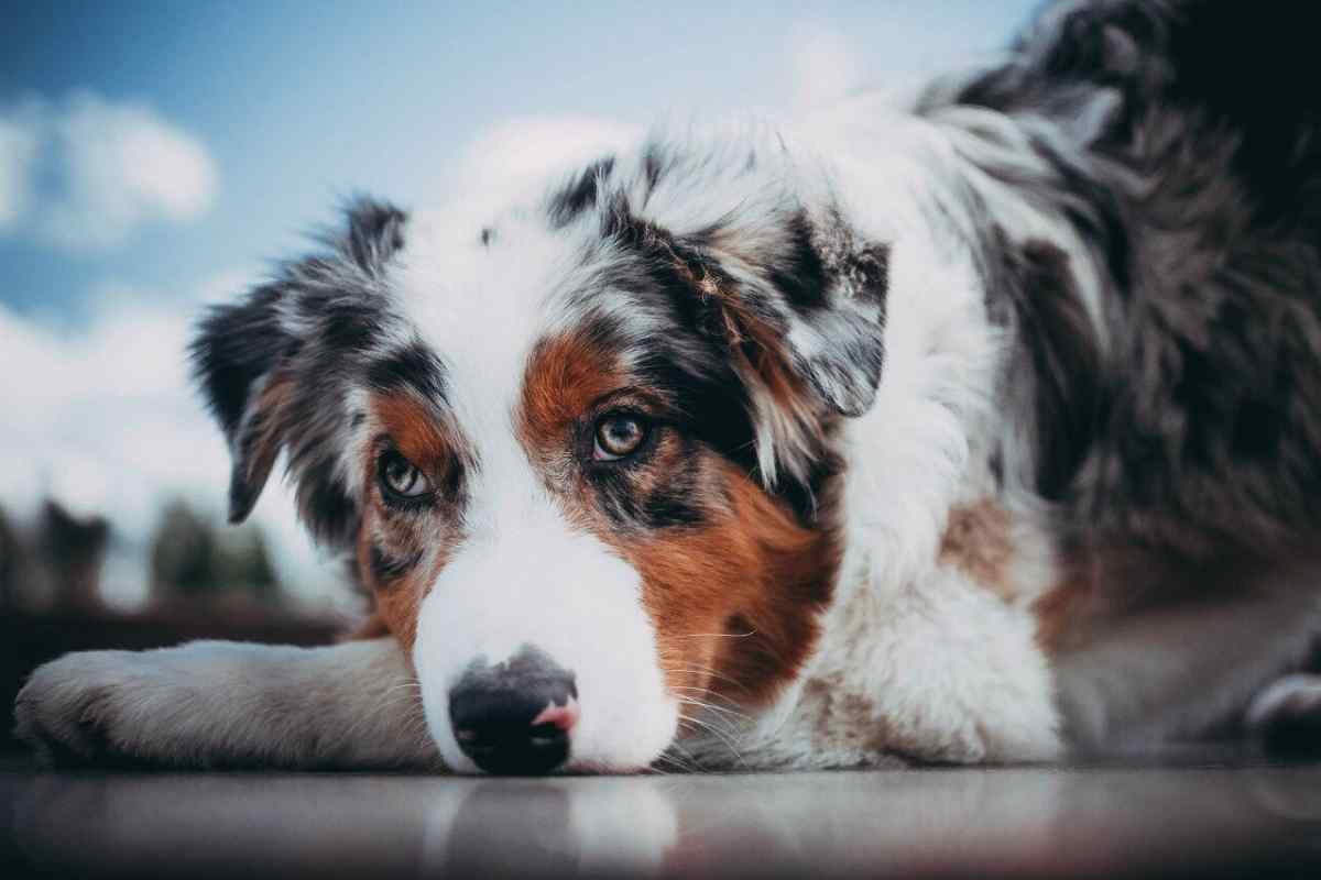 Топ-10 найрозумніших порід собак