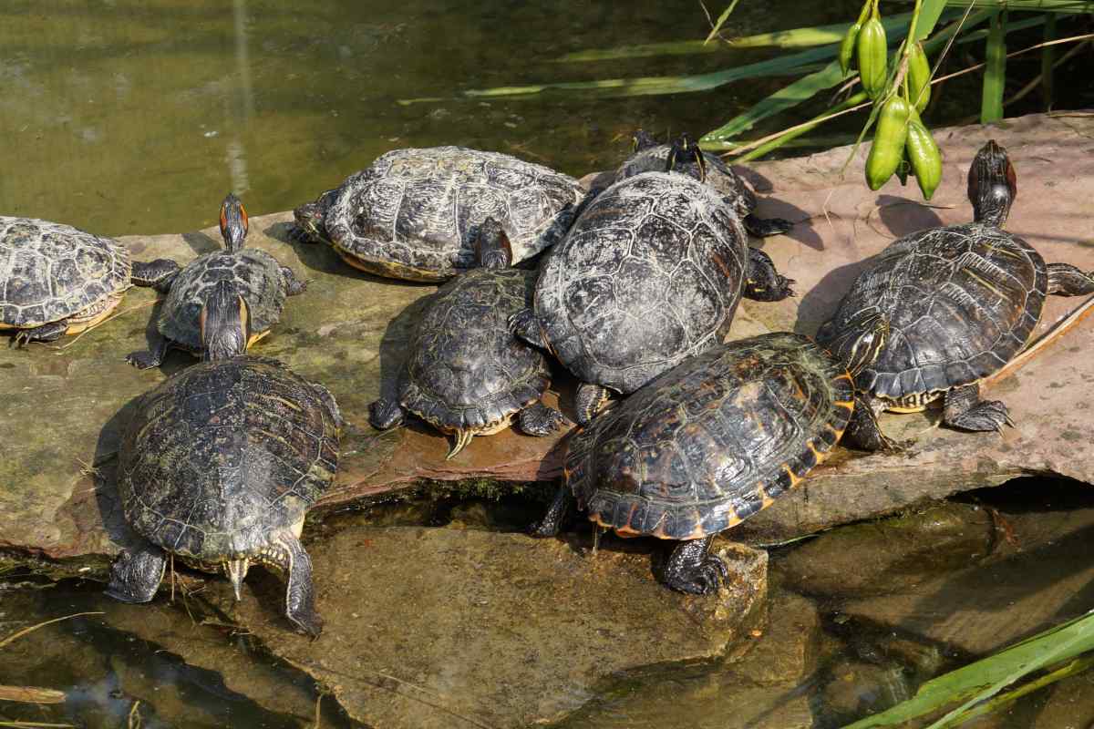 Все про червоноухі черепахи: як вони розмножуються