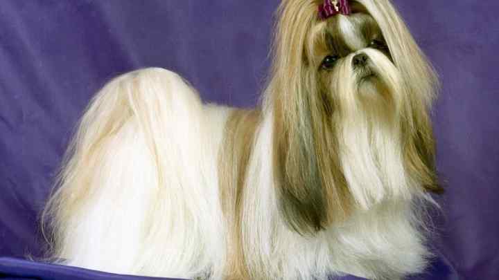 Тибетська порода ши-тцу - собака, у якої випадають очі