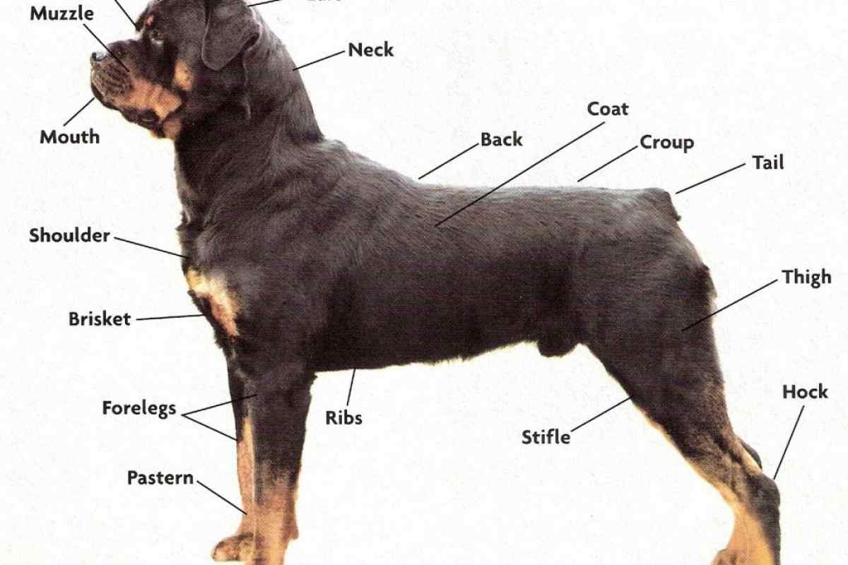 Як дізнатися про розмір собаки