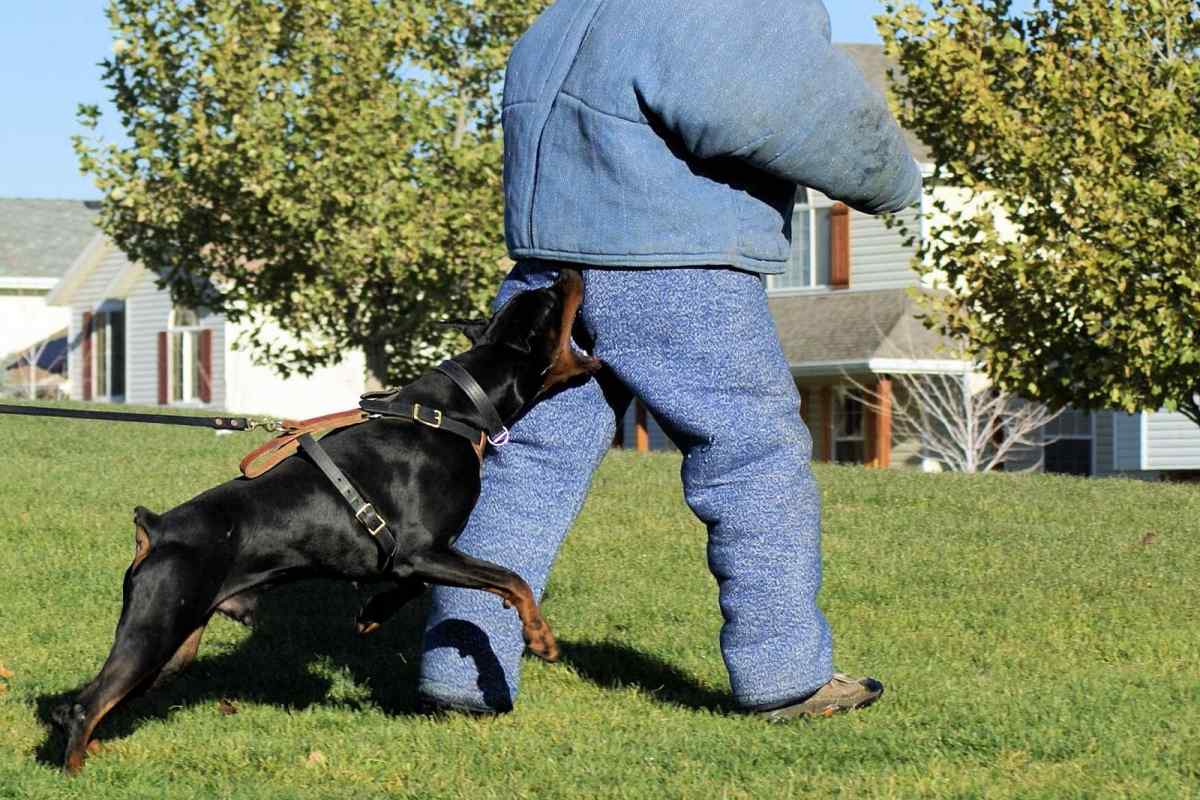 Як вибрати собаку-охоронця