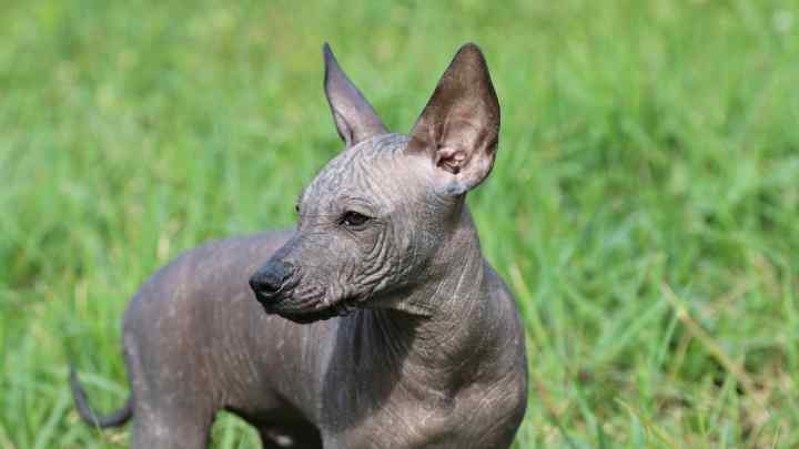 Мексиканський голий собака: особливості її поведінки та догляду за нею