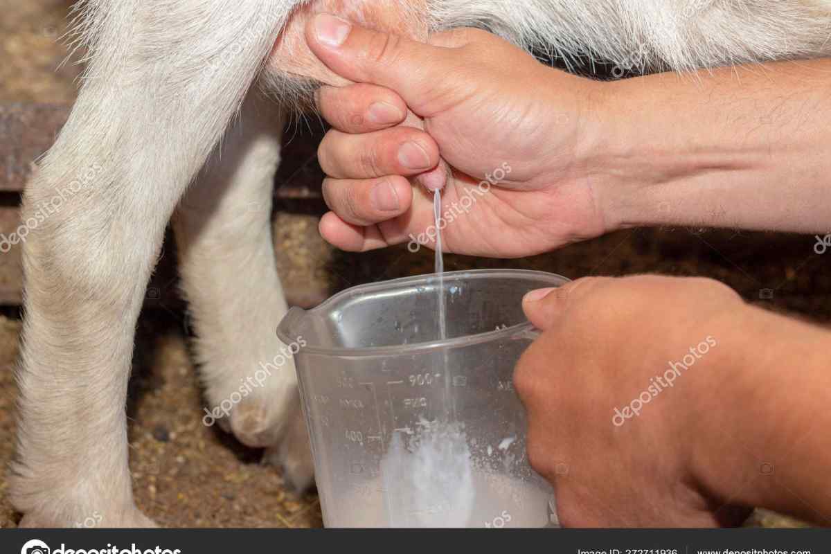 Чи можна немовляті коров "ячим або козячим молоком?