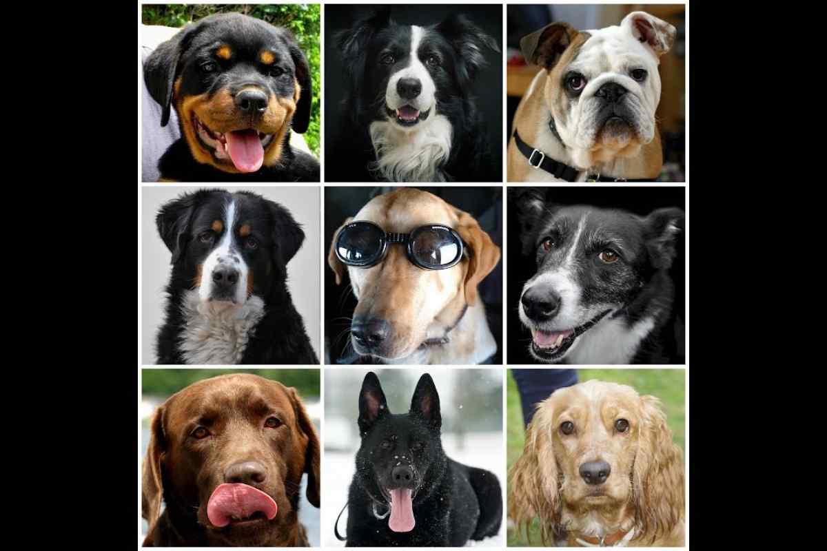 Скільки живуть собаки різних порід