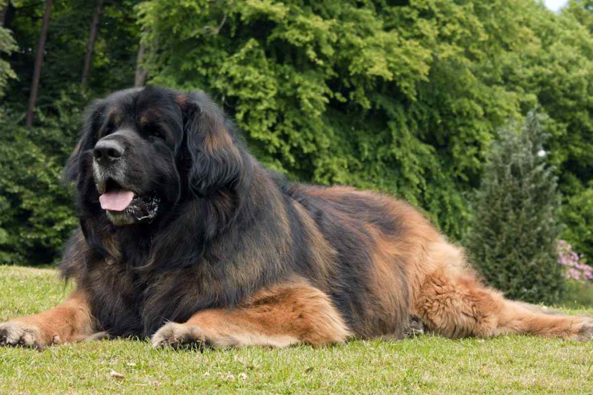 Які найбільші породи собак