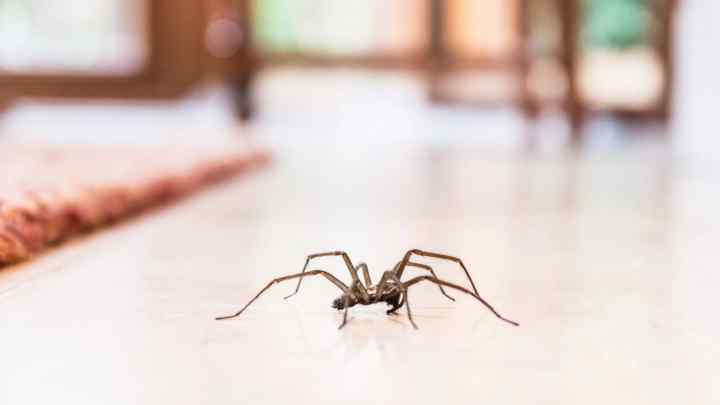 Як позбутися павуків у будинку
