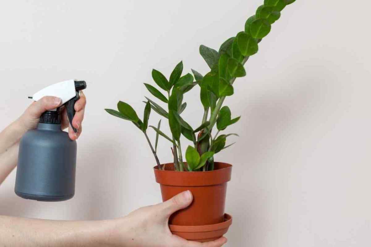 Які кімнатні рослини вимагають найменше догляду