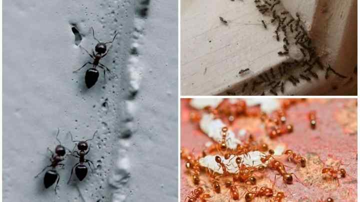 Як вивести рудих домашніх мурахів