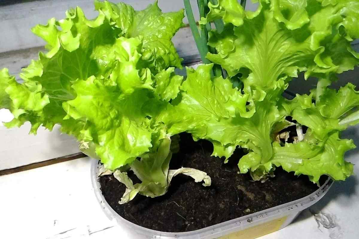 Чи можна садити капусту броколі в квартирі на підвіконні