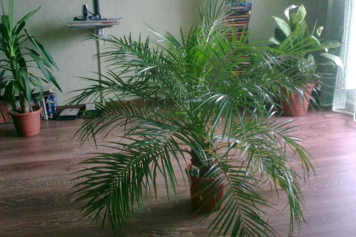 Як виростити кімнатну пальму