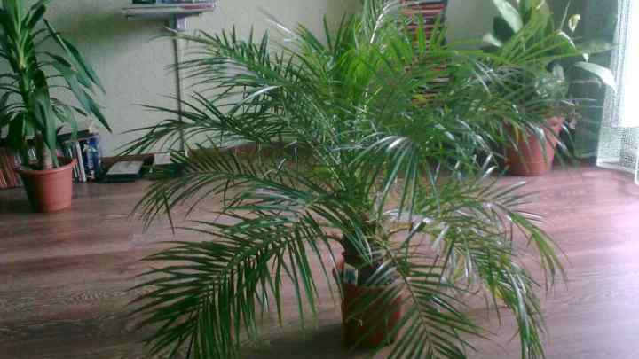 Як виростити кімнатну пальму