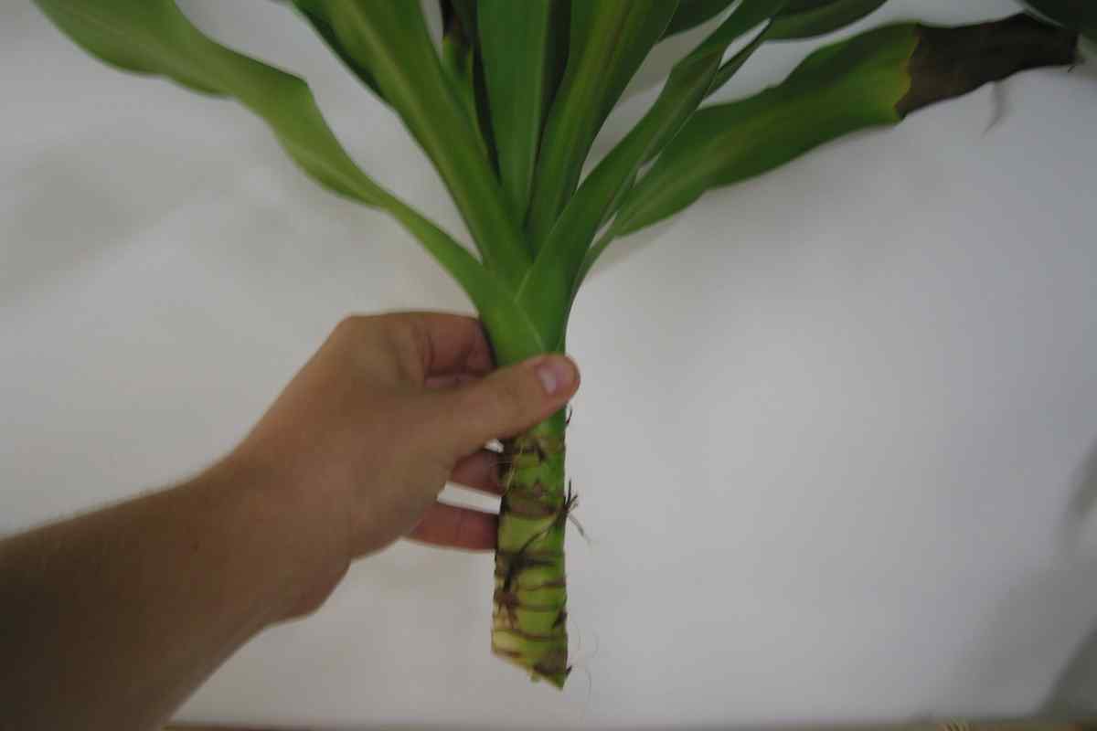 Як розмножити пальму