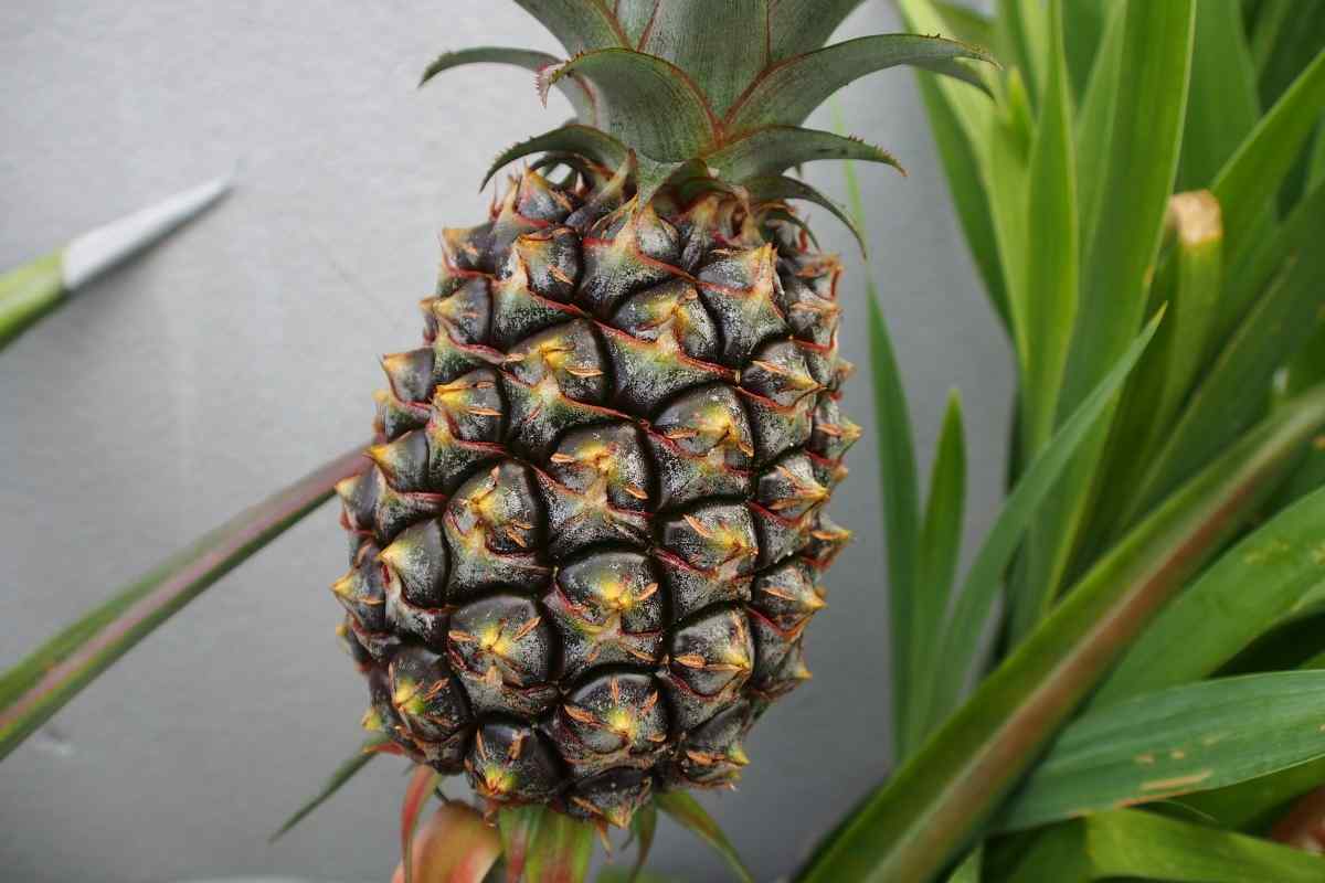 Як виростити ананас з плоду