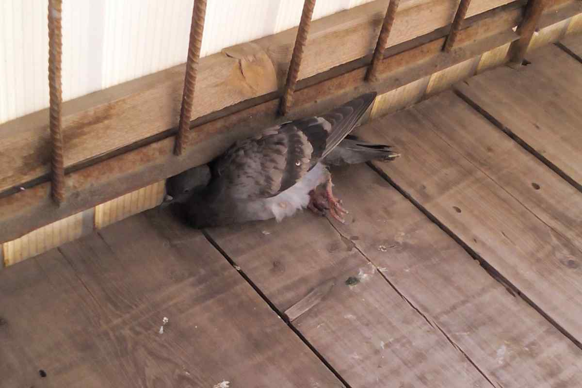 Як позбутися голубів на балконі