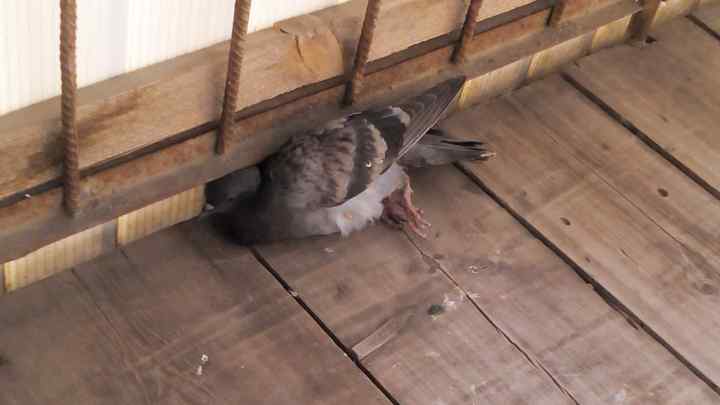 Як позбутися голубів на балконі