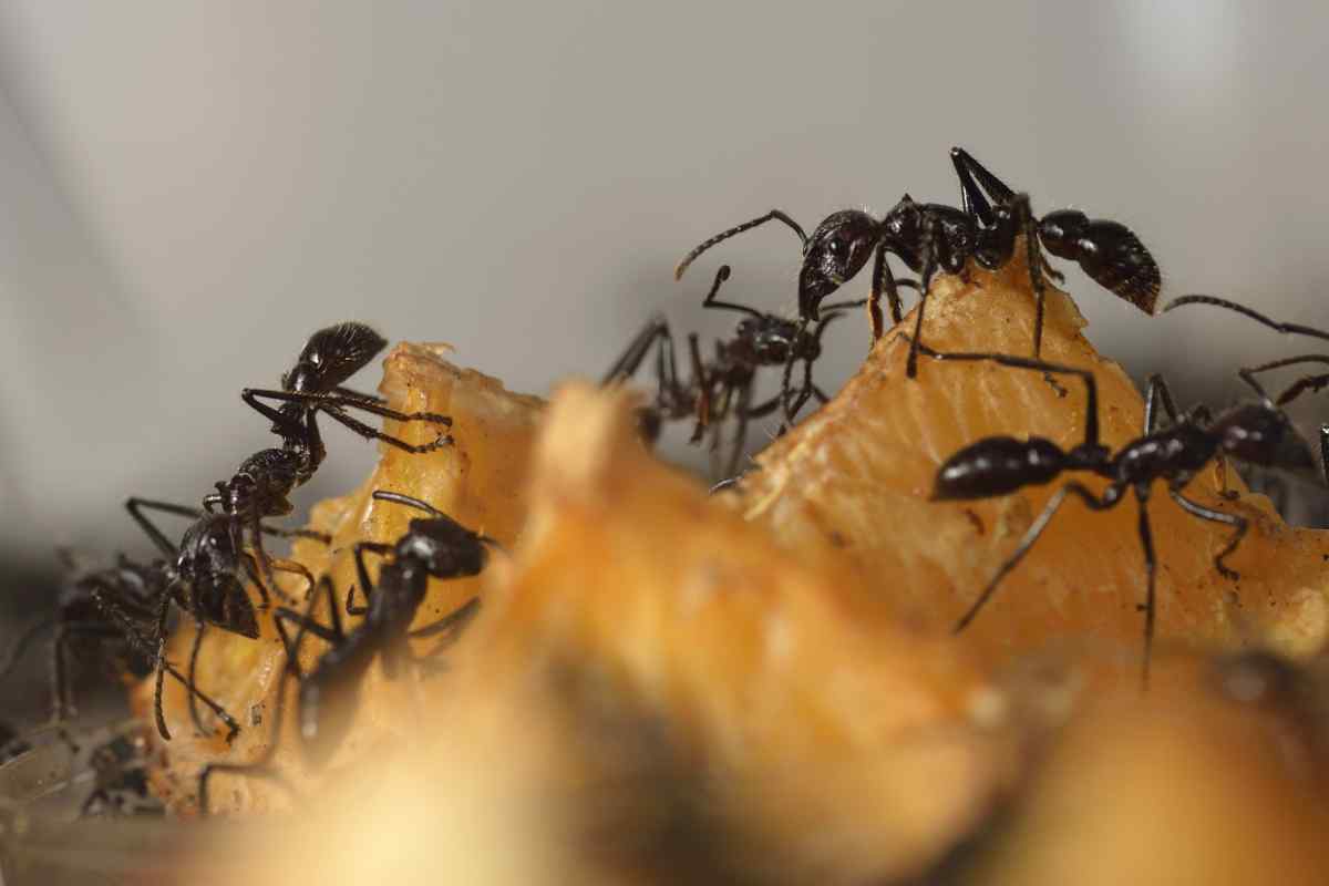 Домашні мурахи: як позбутися мурашок у квартирі