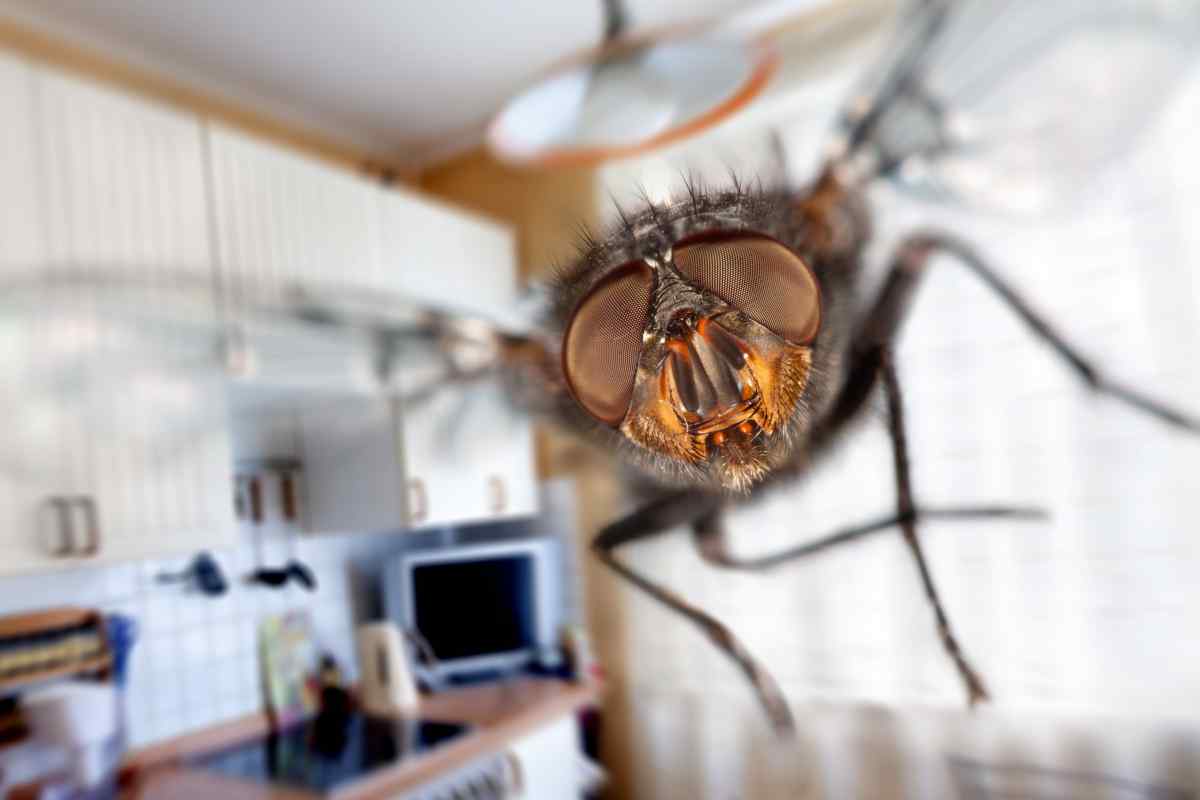 Як позбутися мушок у квартирі