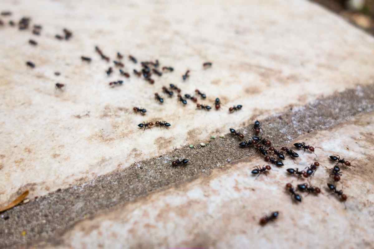 Як позбутися дрібних мурахів