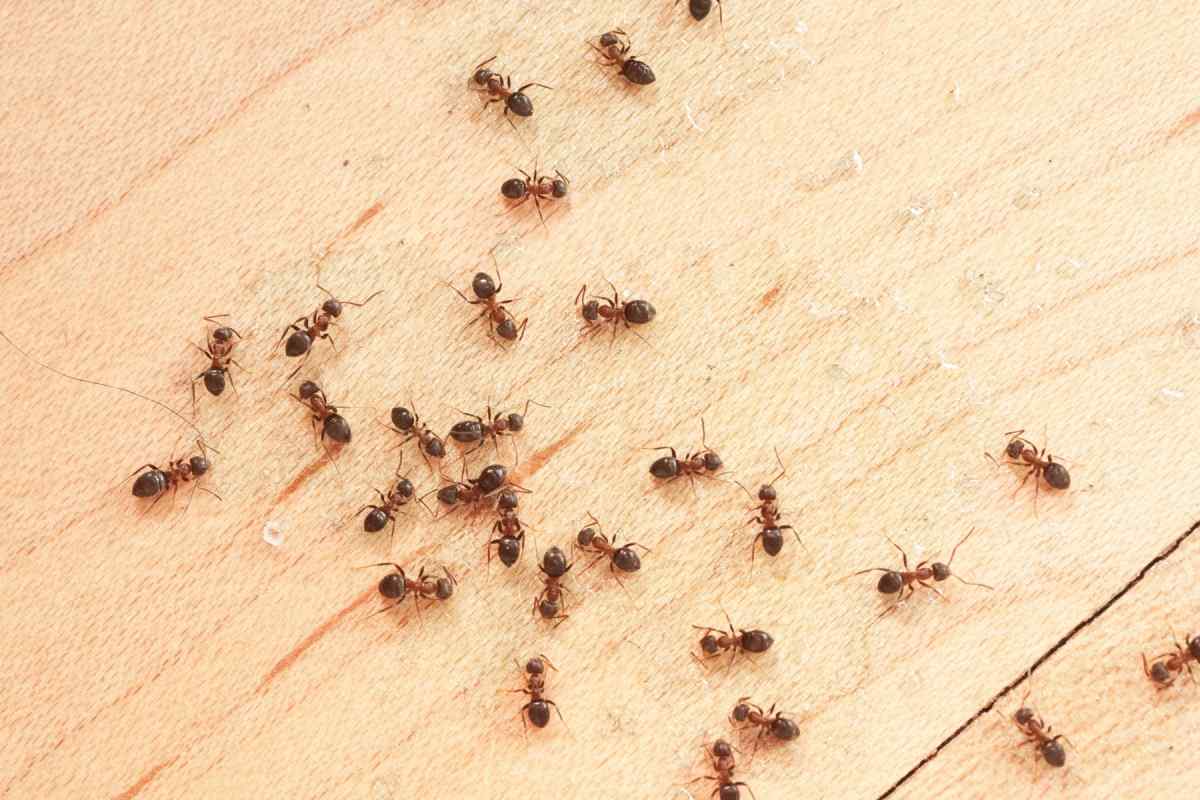 Як позбутися домашніх мурашок