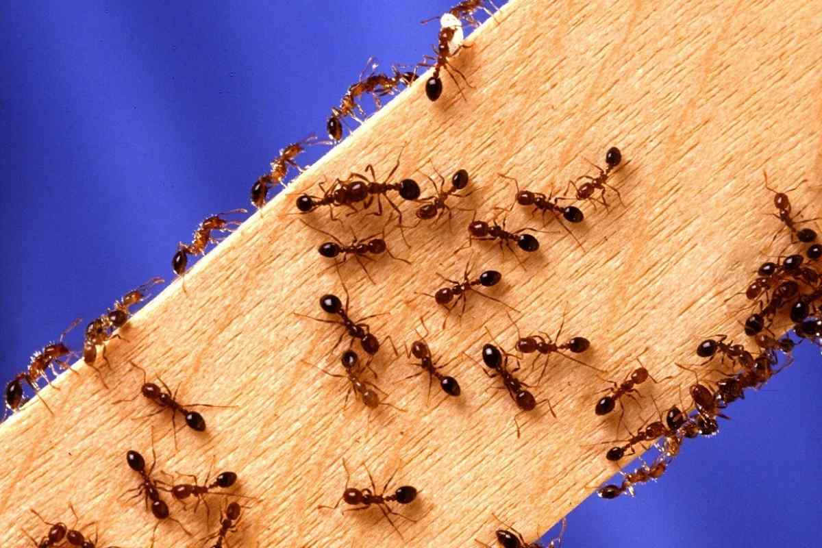 Як позбутися маленьких мурашок