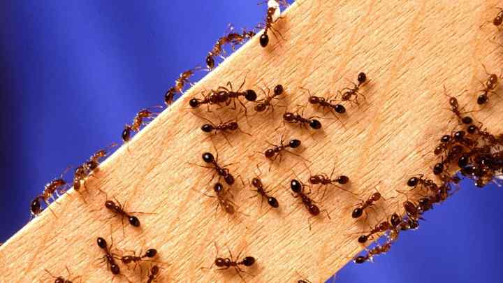 Як позбутися маленьких мурашок