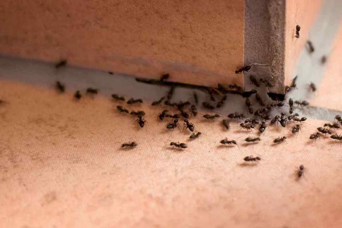 Як позбутися мурашок у квартирі самостійно