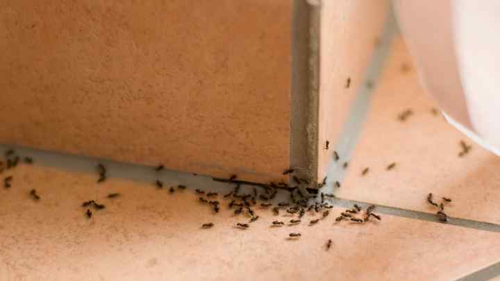 Як позбутися рушників мурашок