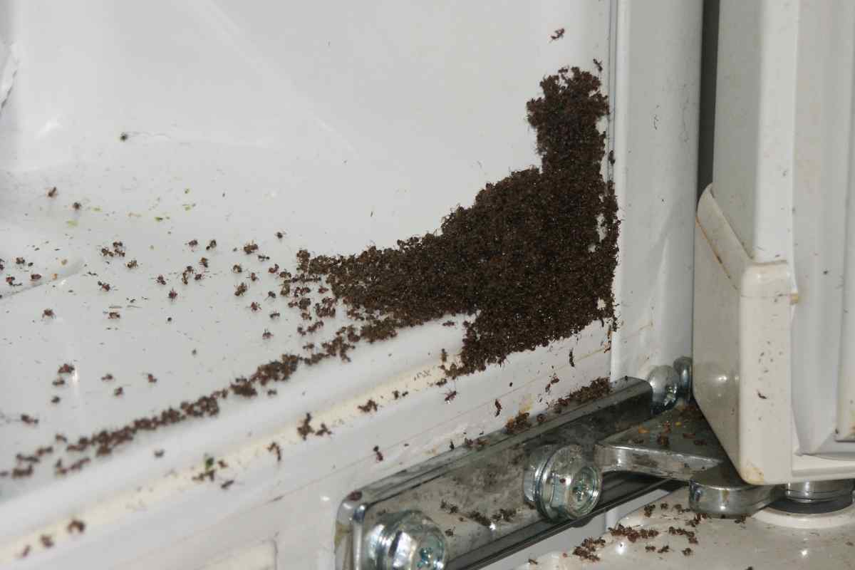 Як знищити мурахів у квартирі