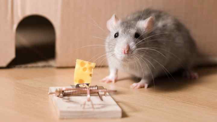 Як позбутися мишей у квартирі