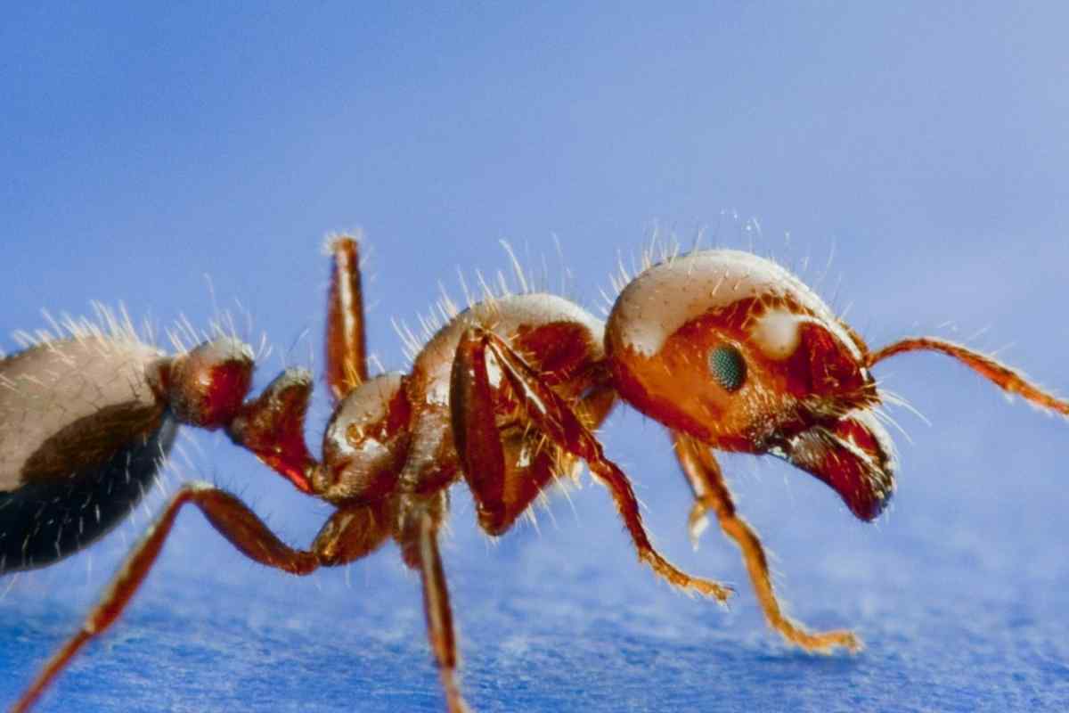 Як боротися з мурахами