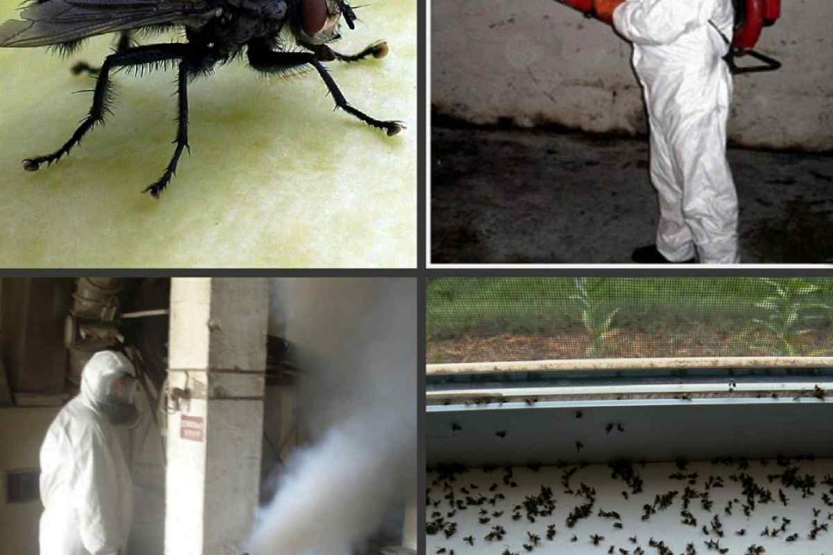 Як боротися з мухами