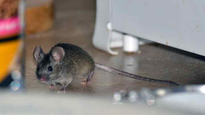 Як позбутися домашніх мишей