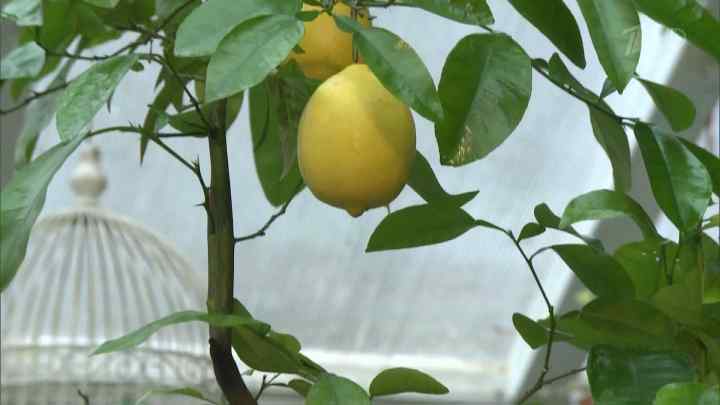 Як змусити лимон плодоносити