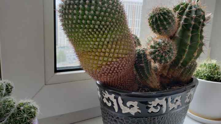 Популярні види кімнатних кактусів